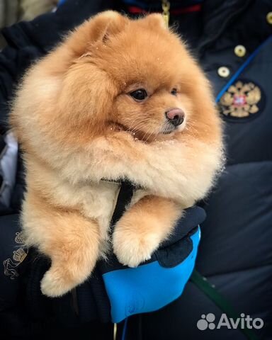 Что такое кобель вяжет сам Что такое кобель вяжет сам