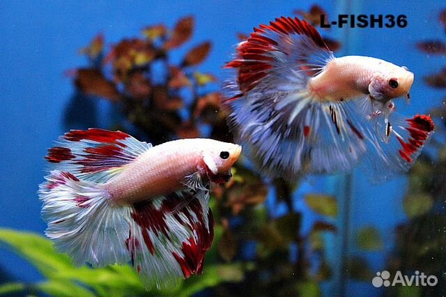 Петушки супер дельта (самцы и самочки) и не только