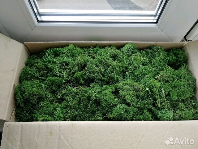 Мох Стабилизированный мох