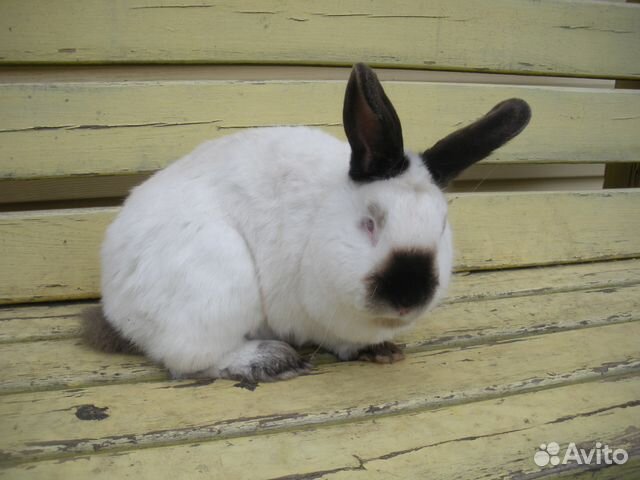 Продам кроликов калифорнийской породы купить на Зозу.ру - фотография № 2