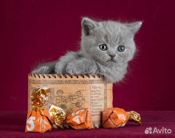 Британские котята, голубой окрас купить на Зозу.ру - фотография № 1