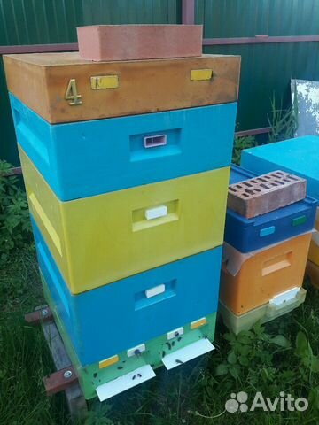 Пчелки породы Бакфаст, ульи, консультации купить на Зозу.ру - фотография № 5