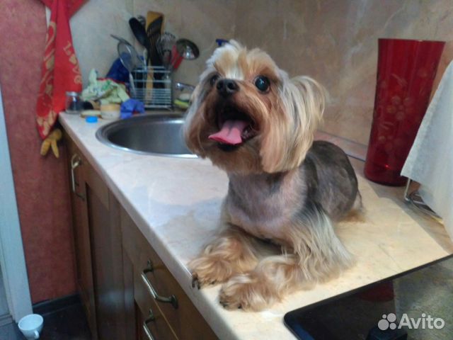 Груминг, стрижка собак