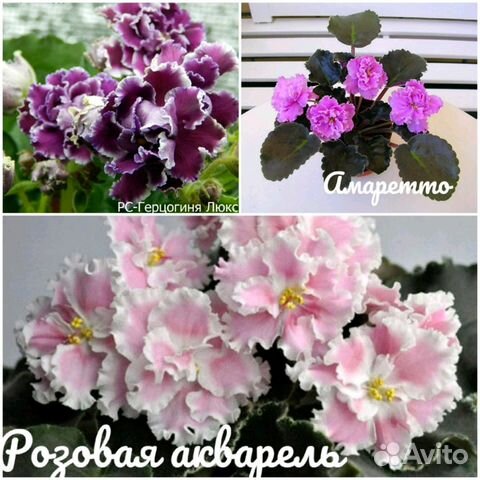 Фиалка