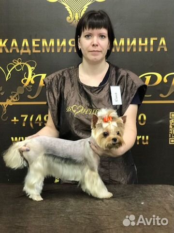 Стрижка собак и кошек