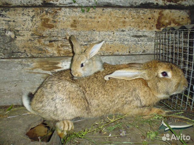 Кроликов фландер купить на Зозу.ру - фотография № 3