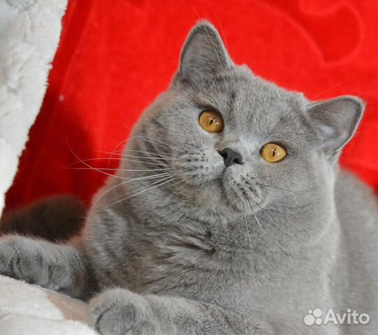 Коты на вязку и продажа котят купить на Зозу.ру - фотография № 5