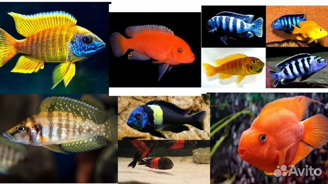 Большой выбор аквариумной рыбы