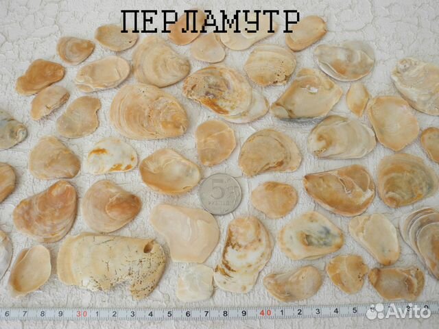 Морские раковины (ракушки) в наборе Морские раковины (ракушки) в наборе