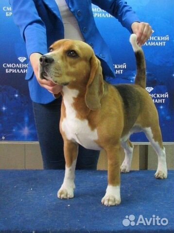 Бигль вязка