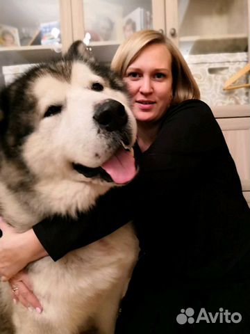 Добросовестная передержка Вашей собаки