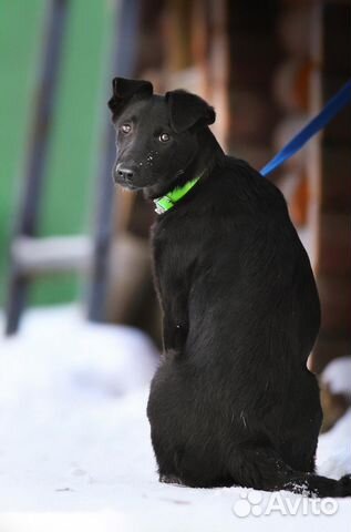 Черная красавица щенок Берта в добрые руки купить на Зозу.ру - фотография № 8