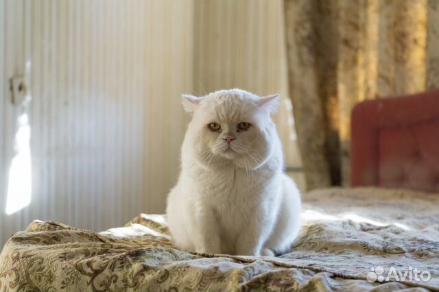 Белый кот ждет кошечку на вязку