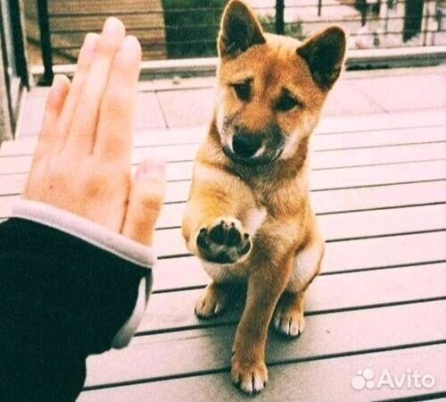 Очень люблю животных, готова выгуливать, ухаживать Очень люблю животных, готова выгуливать, ухаживать