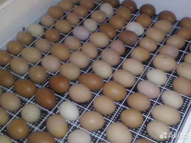 Инкубационное яйцо кур несушек купить на Зозу.ру - фотография № 1