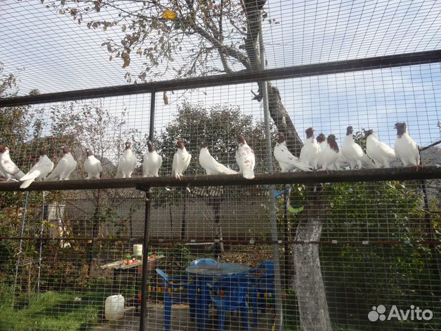 Иранские голуби в Железноводске купить на Зозу.ру - фотография № 4