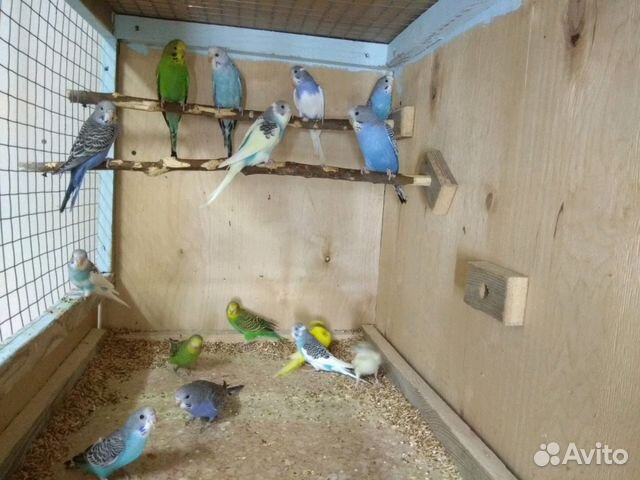 Волнистые попугайчики купить на Зозу.ру - фотография № 4