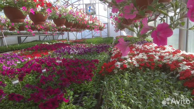 Рассада однолетних цветов