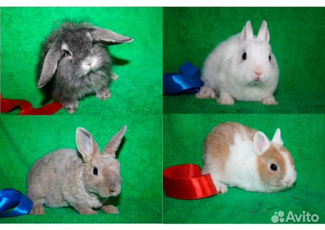 Карликовые кролики породистые купить на Зозу.ру - фотография № 3