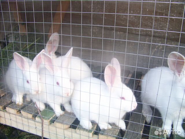 Колифорнийцы (крольчата)