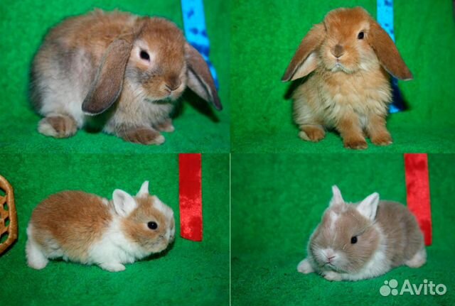 Карликовые кролики. Возраст 1 месяц