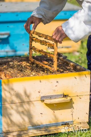 Пчеломатки и пчелопакеты на заказ купить на Зозу.ру - фотография № 4