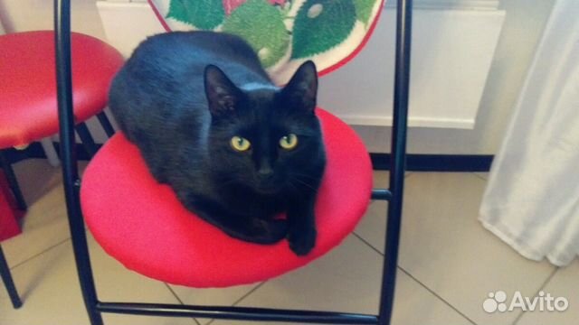 Отдам в добрые руки