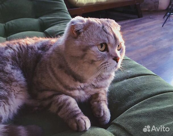 Вязка с шотландским опытным котиком, редкий окрас