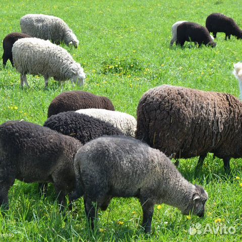 Продажи овец купить на Зозу.ру - фотография № 1