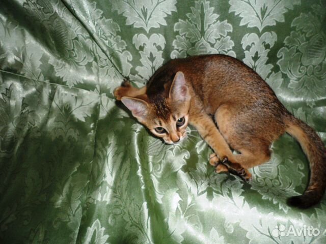 Абиссинский котёнок (самочка) купить на Зозу.ру - фотография № 8