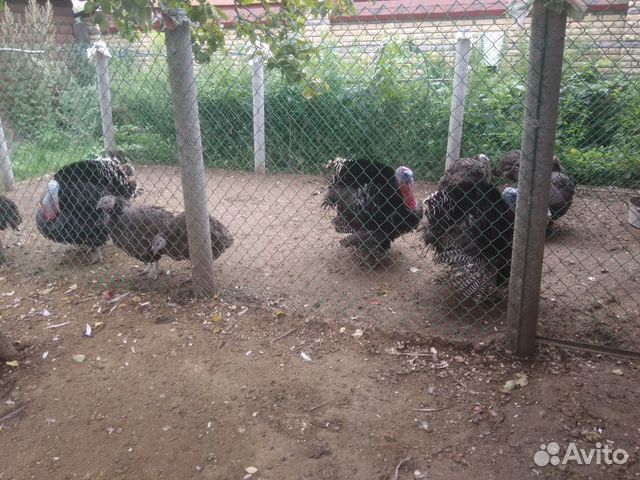 Мясо домашних птиц/ яйца купить на Зозу.ру - фотография № 1