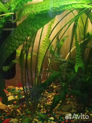 Криптокорина