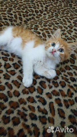 Симпатичный котенок купить на Зозу.ру - фотография № 3