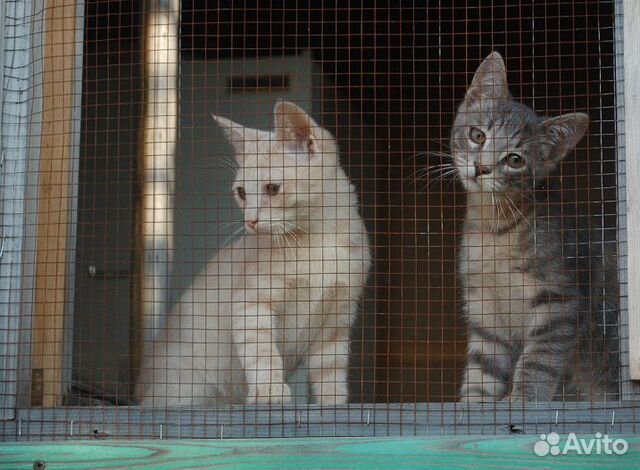 Котята и кошки из приюта купить на Зозу.ру - фотография № 1