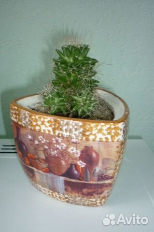 Кактус 