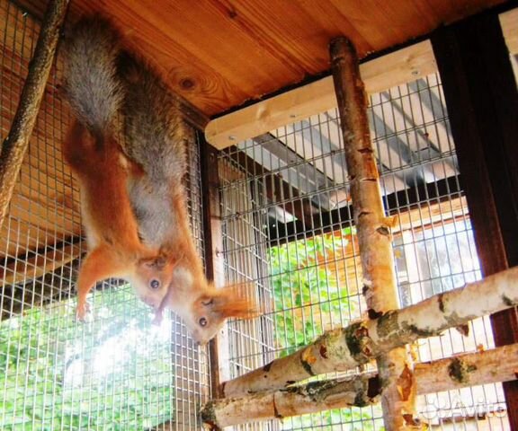 Белки белочки бельчата