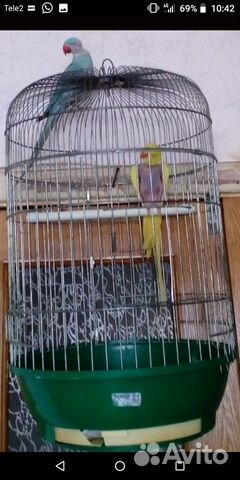 Жёлтый Ожереловый попугай. Девочка купить на Зозу.ру - фотография № 3