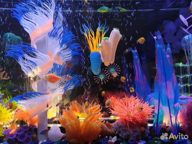 Настенный аквариум Himat 265х60х15 см купить на Зозу.ру - фотография № 2