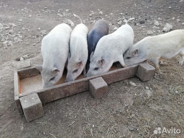 Вьетнамские поросята и свиньи купить на Зозу.ру - фотография № 2