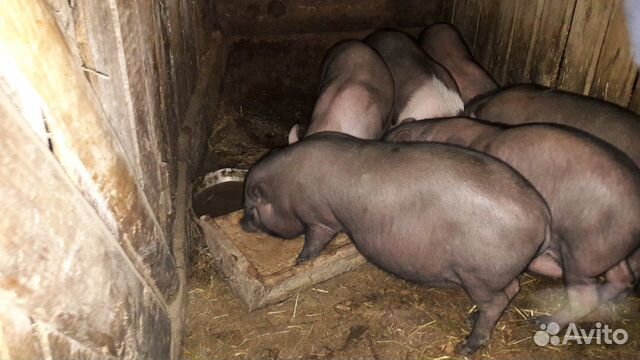 Вьетнамские свиньи купить на Зозу.ру - фотография № 8