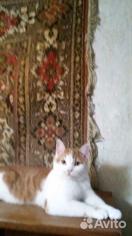 Отдам котика