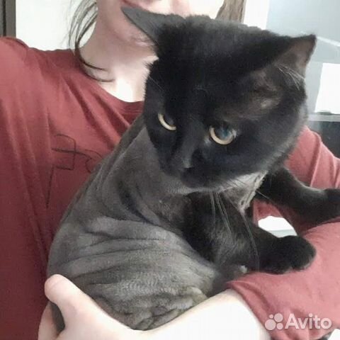 Стрижка кошек