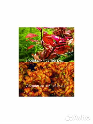 Аквариумные растения купить на Зозу.ру - фотография № 3
