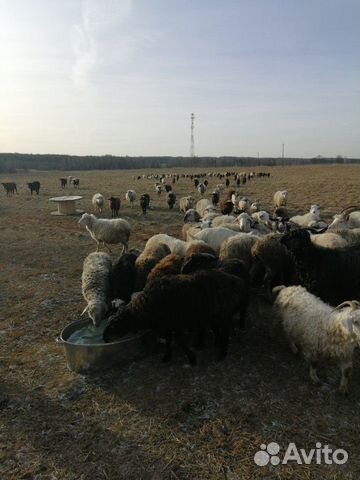 Бараны, овцы, ягнята, баранина купить на Зозу.ру - фотография № 5