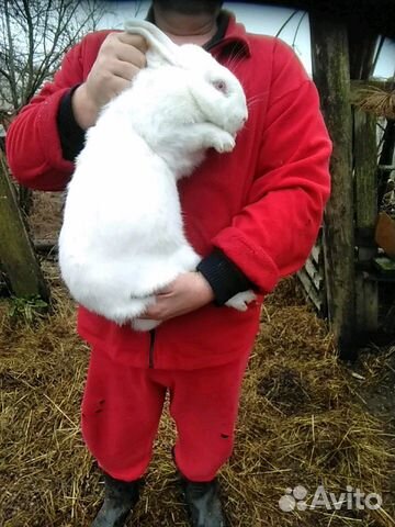 Продам крольчат белый панон возраст 2 месяца купить на Зозу.ру - фотография № 2