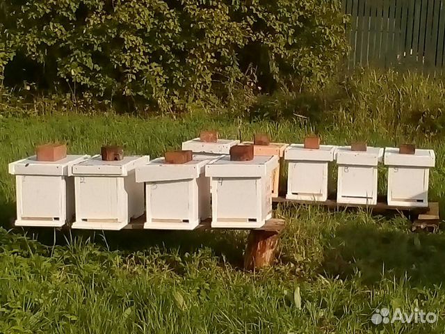Пчелопакеты купить на Зозу.ру - фотография № 1