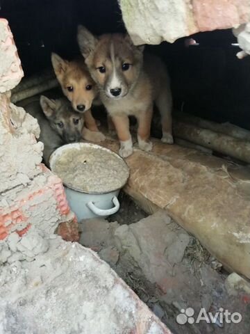 Лисята - щенята ищут тёплый дом купить на Зозу.ру - фотография № 1