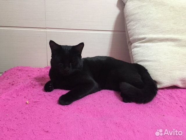Чисто чёрный кот в добрые руки