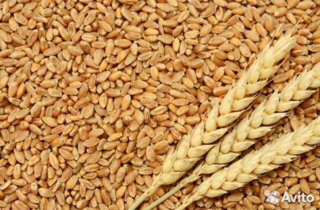 Пшеница Ячмень Кукуруза Овес Жмых Отруби купить на Зозу.ру - фотография № 1