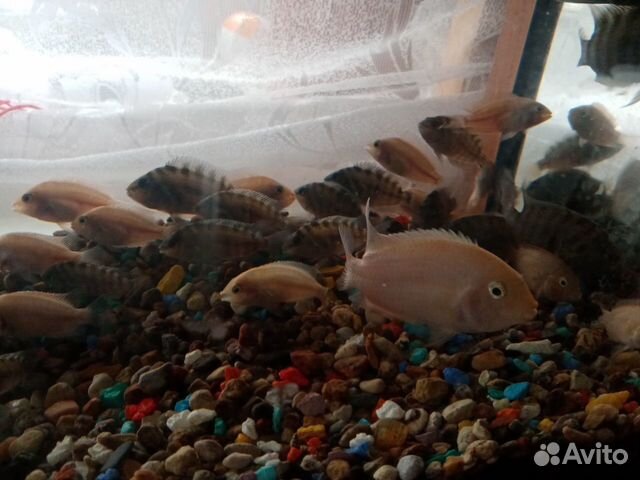 Рыбы купить на Зозу.ру - фотография № 2